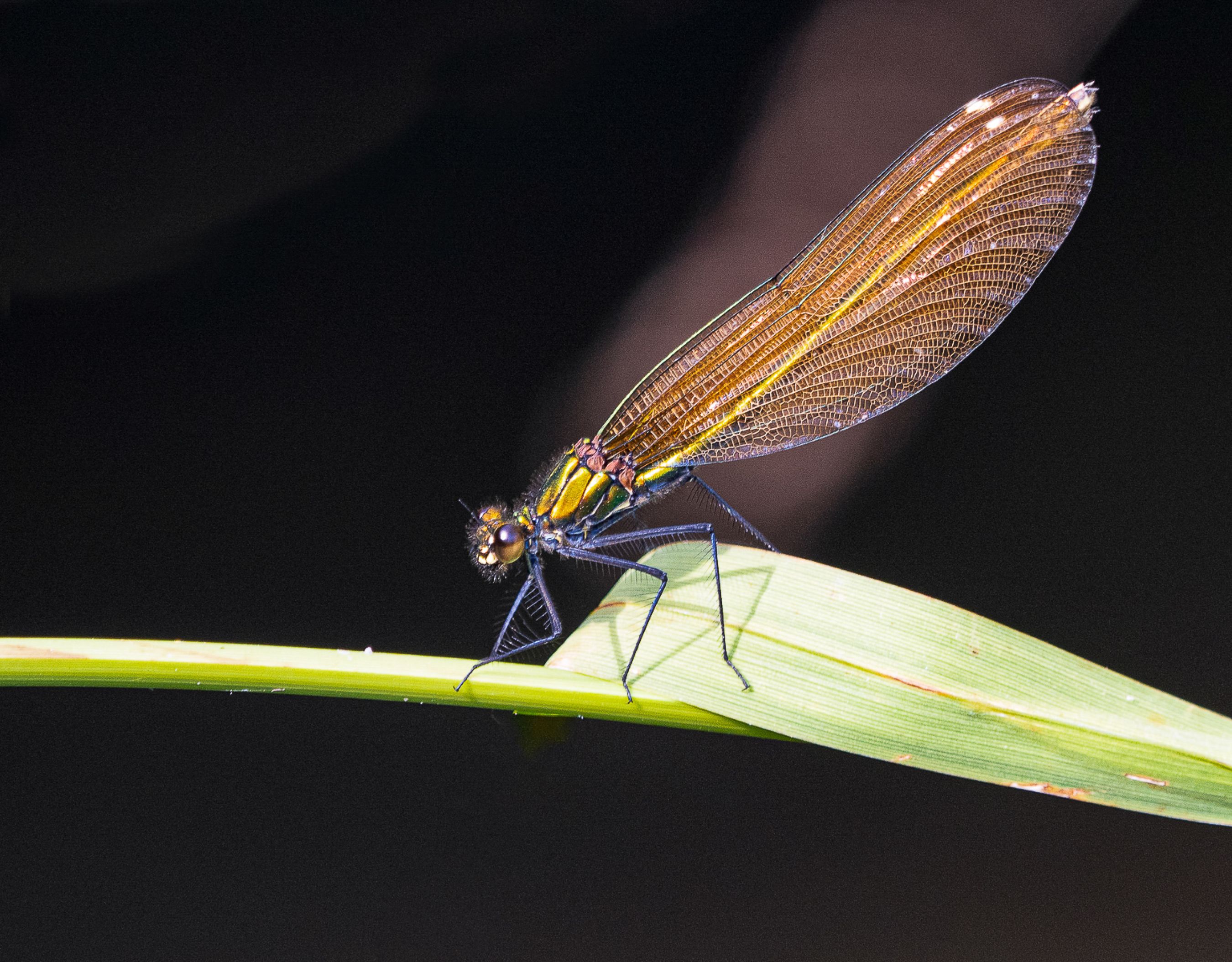 Damselfly