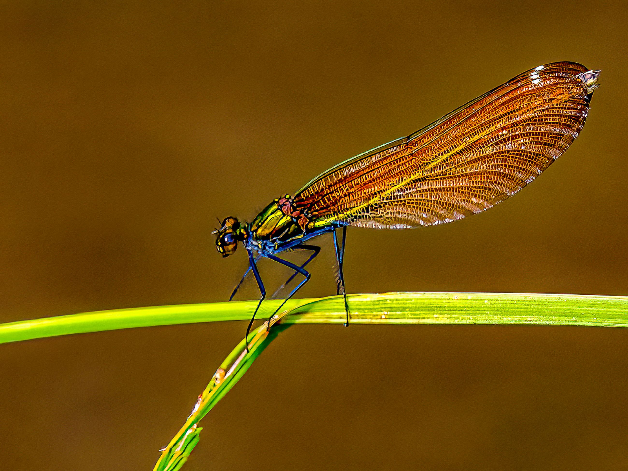 DAMSELFLY