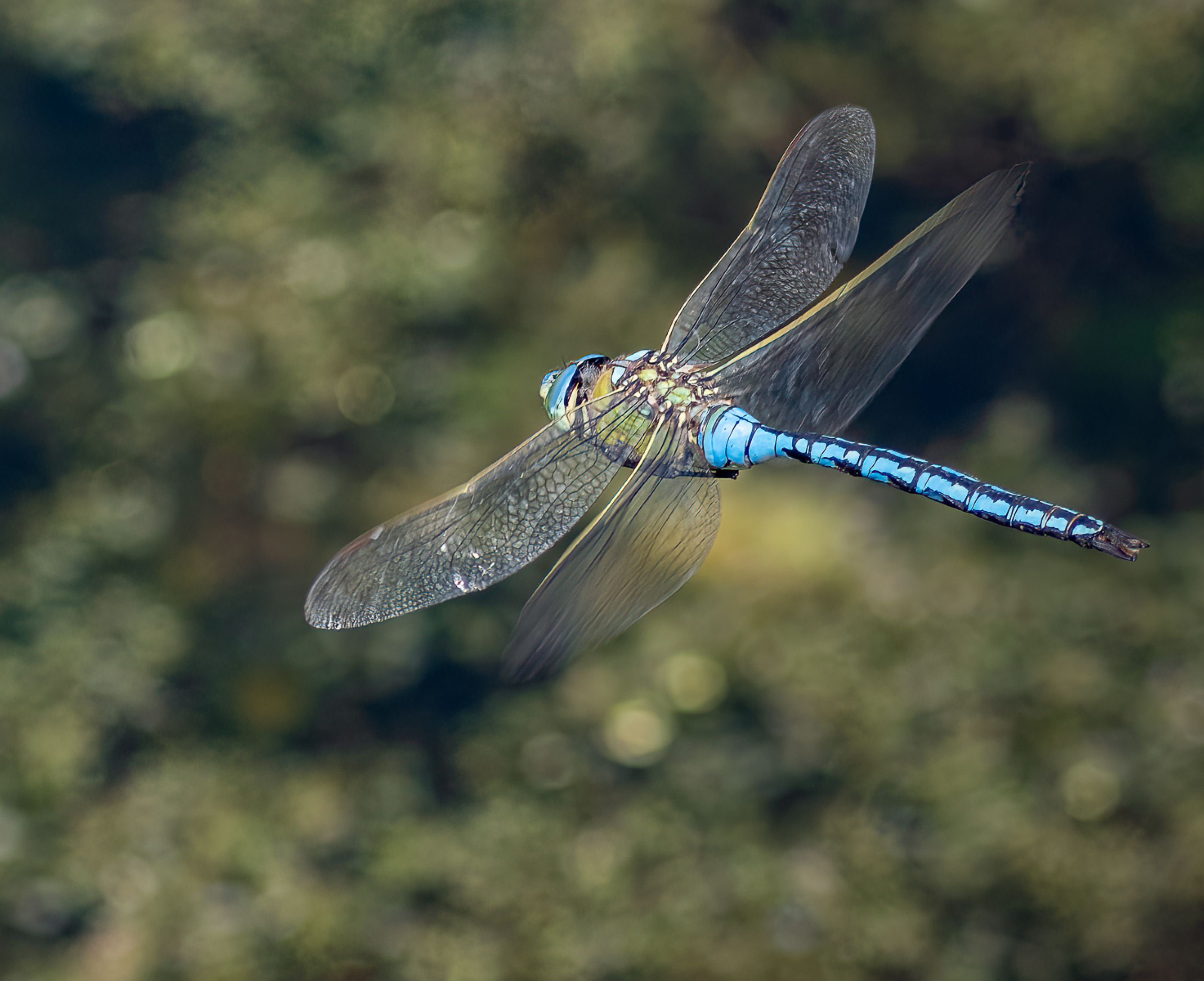 EMPEROR DRAGONFLY IN FLIGHT