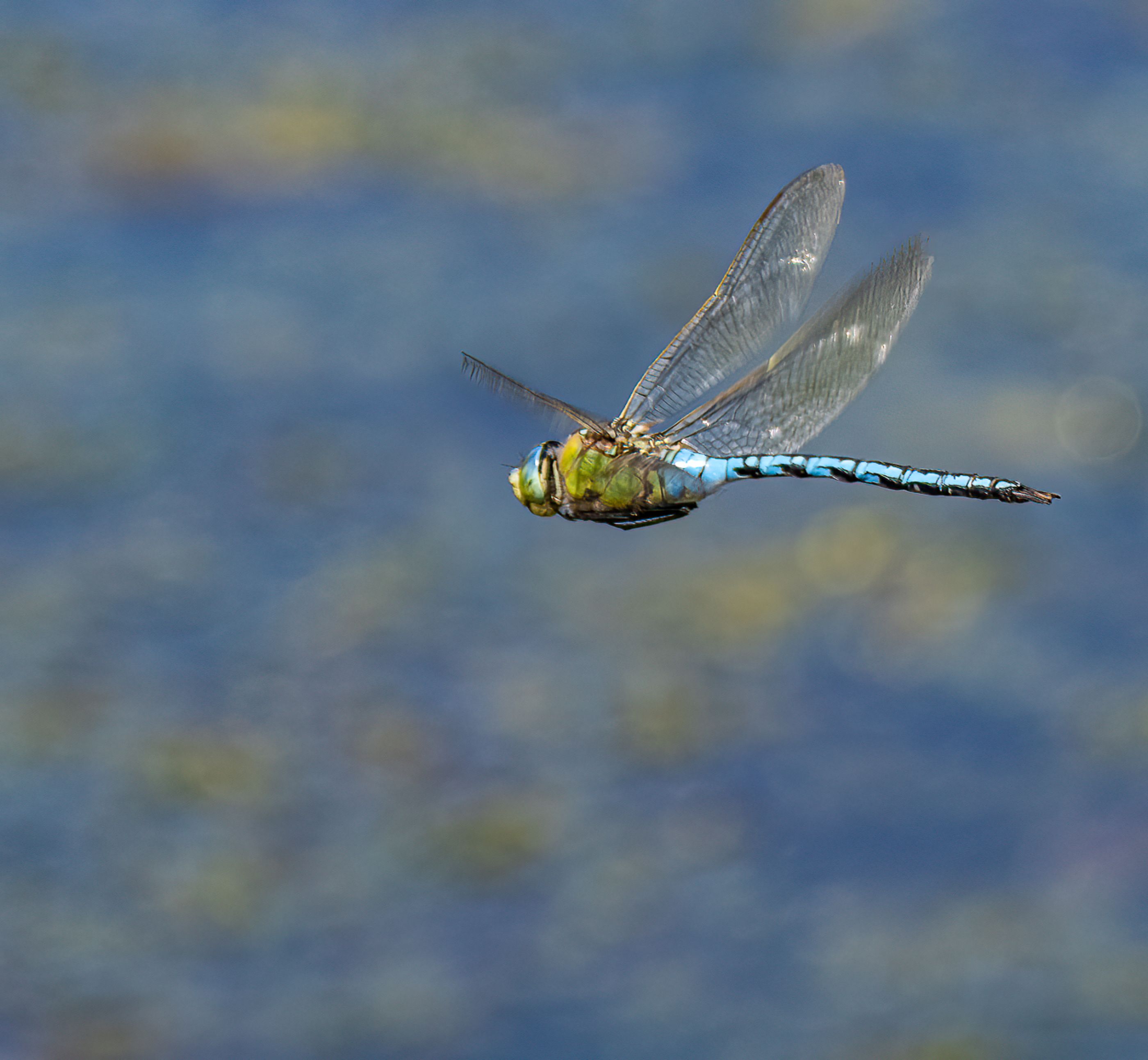 EMPEROR DRAGONFLY