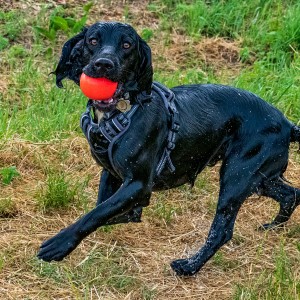 WET DOG RUNNING