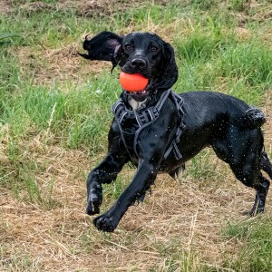 WET DOG WITH BALL