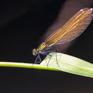 Damselfly