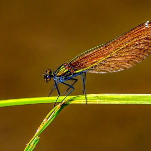 DAMSELFLY