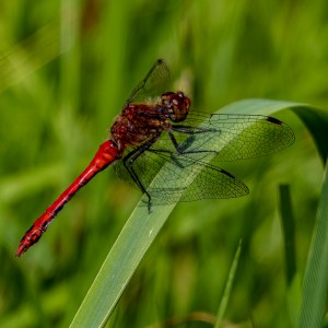 RED DARTER