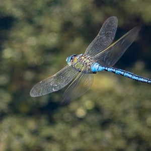 EMPEROR DRAGONFLY IN FLIGHT