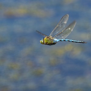 EMPEROR DRAGONFLY