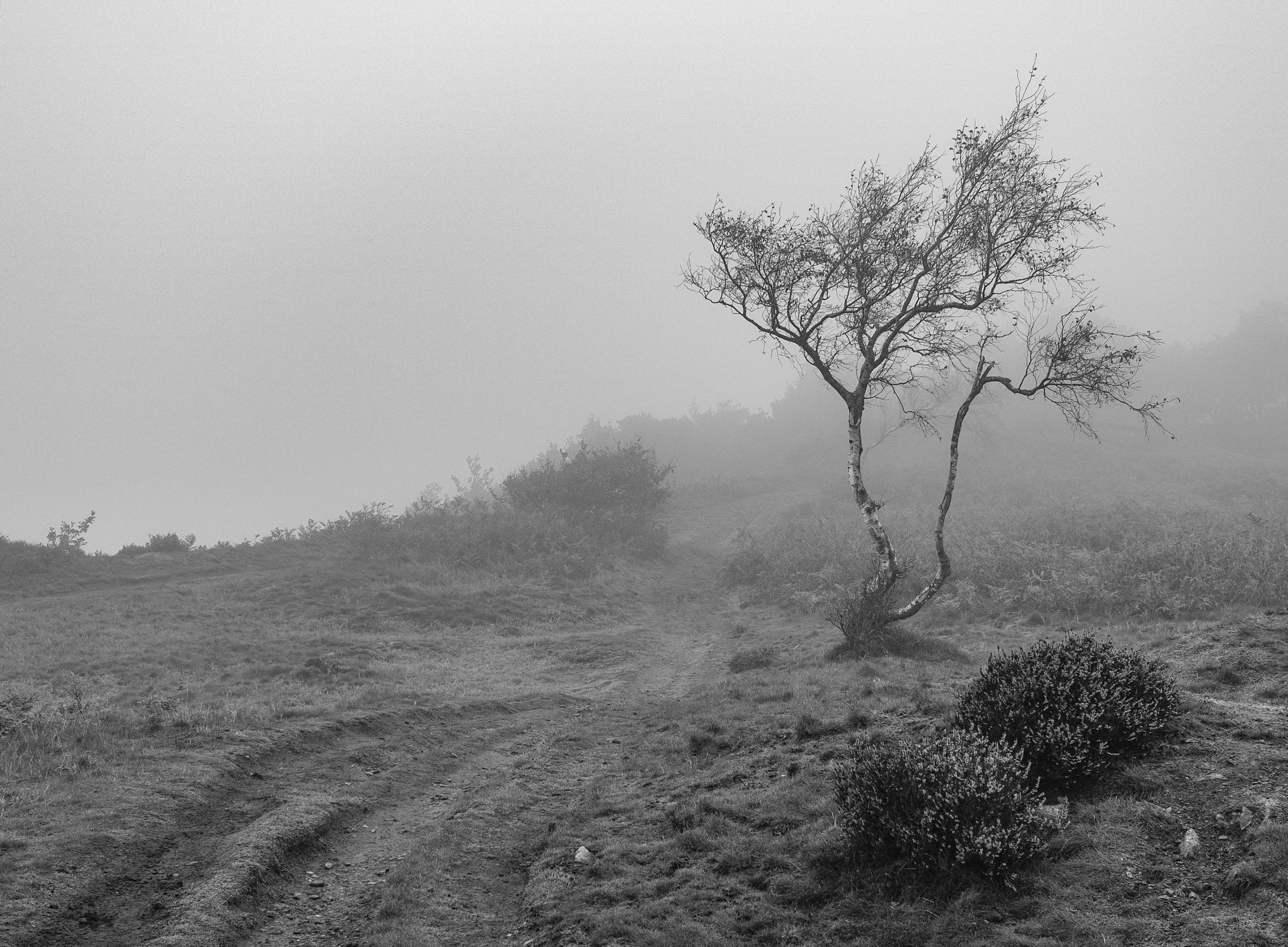 Misty Morning