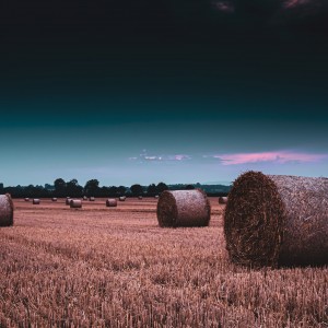 Haybales