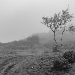 Misty Morning