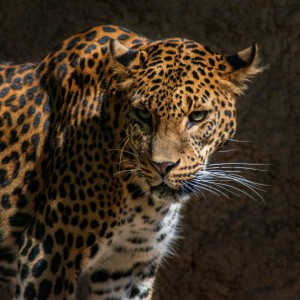 DMC_2220