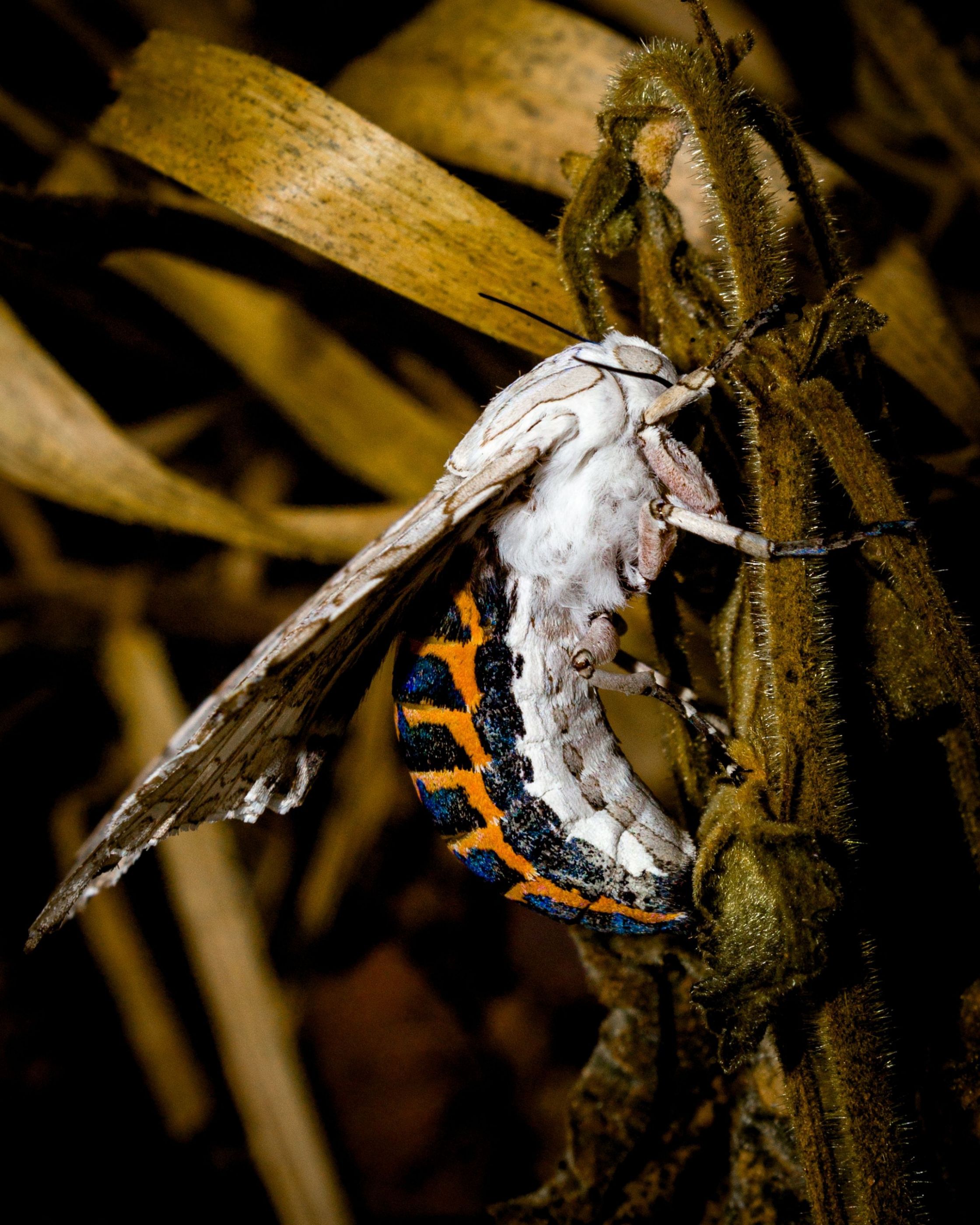 MARIPOSA