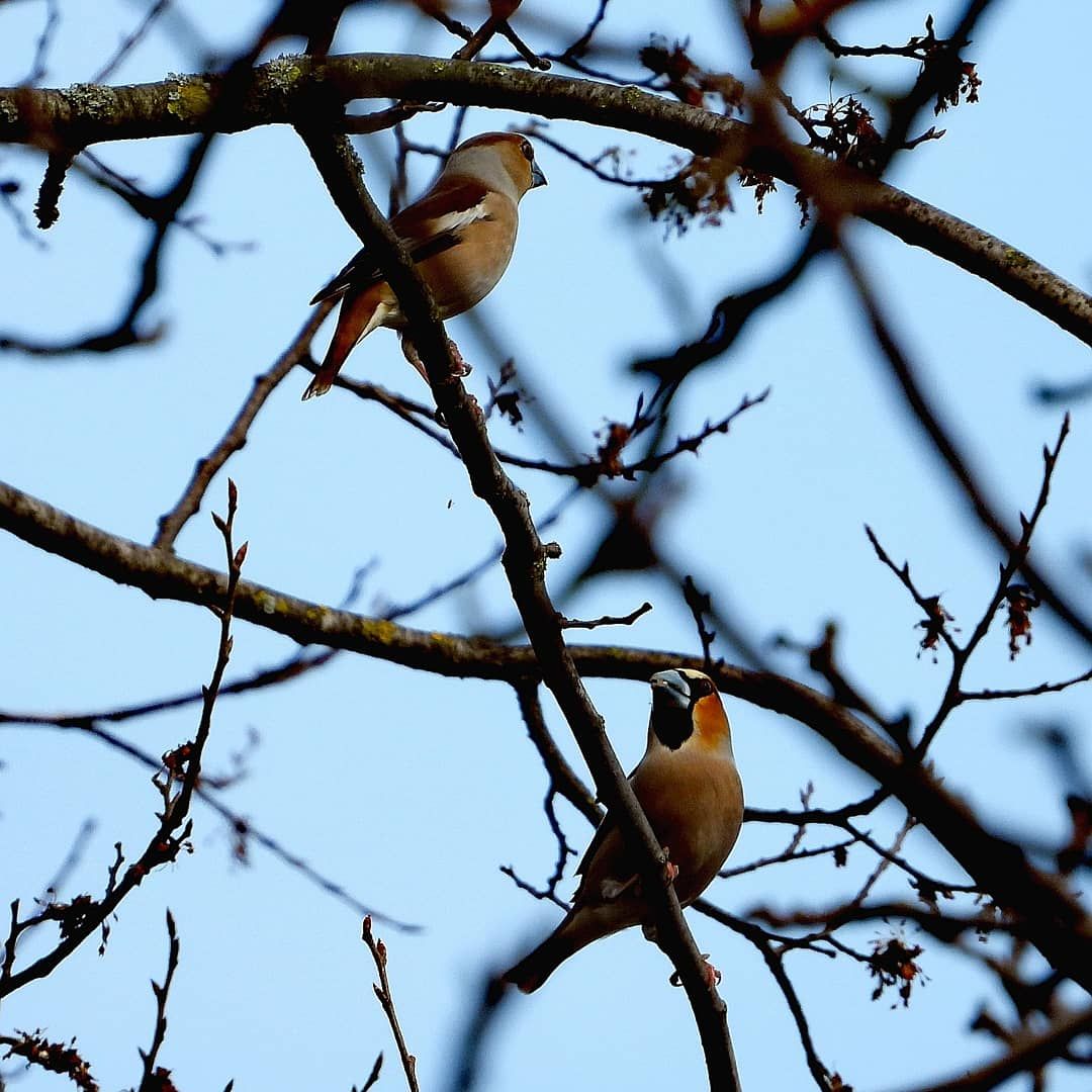 inbound407287503298688315