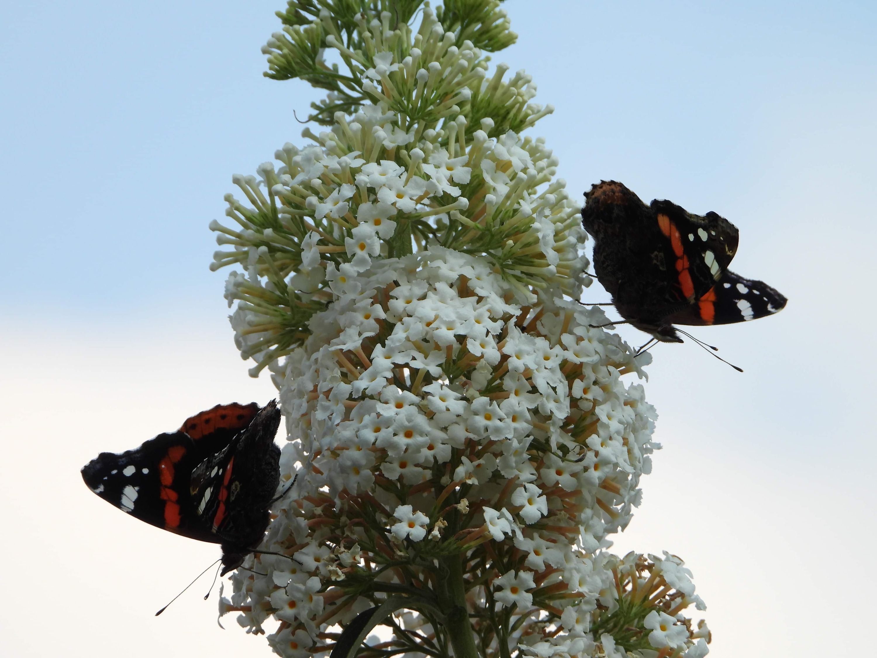 inbound2955520492908595064