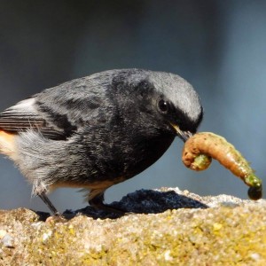 inbound4813287673851288902