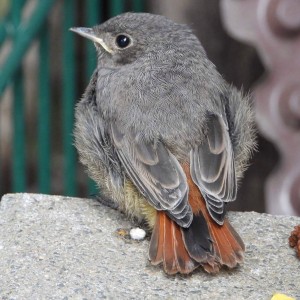 inbound7533485079713395860