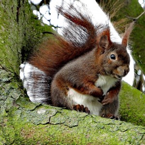 inbound3255850249014708544