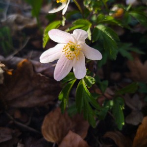 Frühlings Blumen