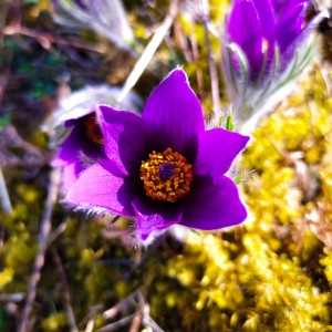 Frühlings Blumen