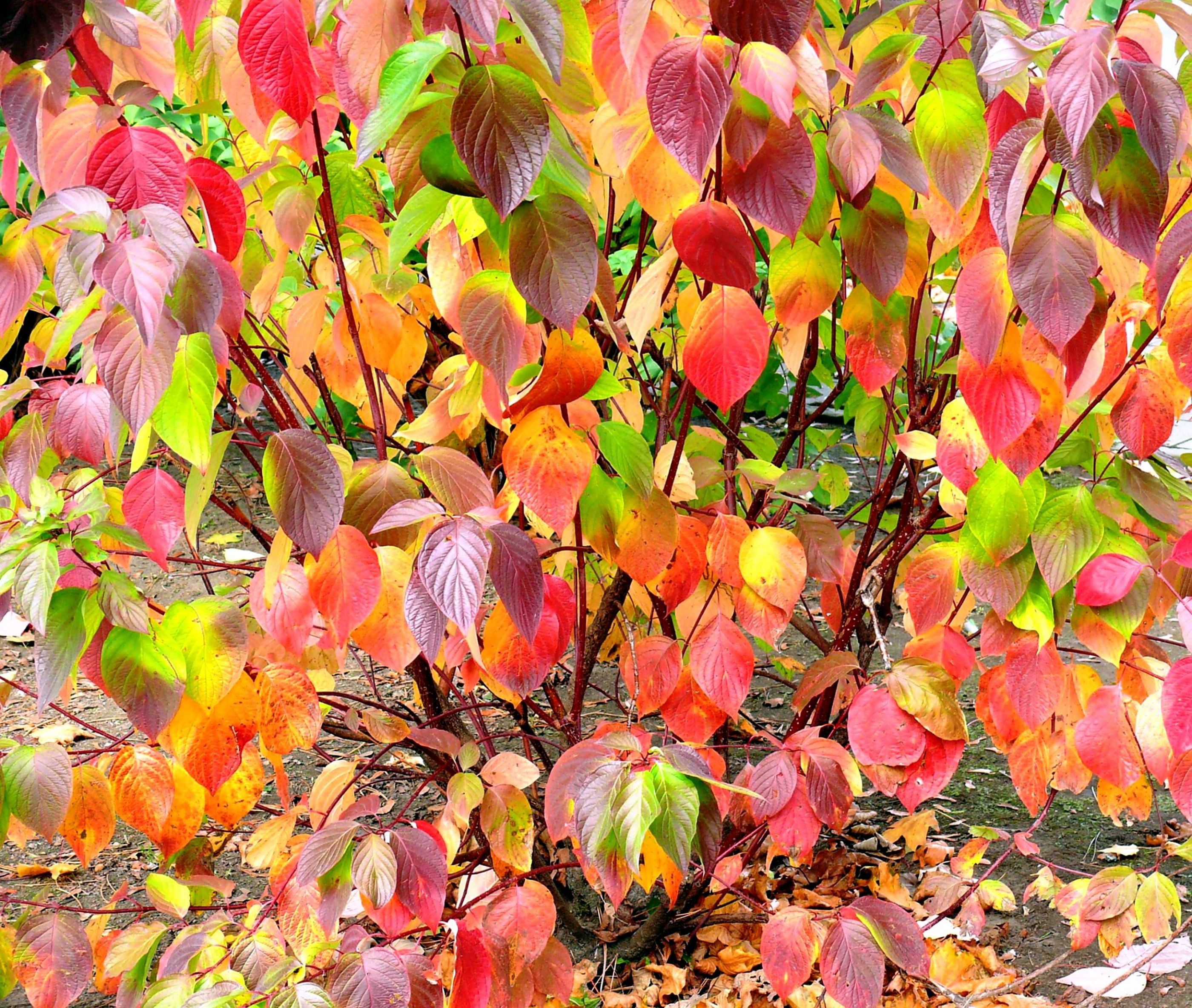 Autumn colors