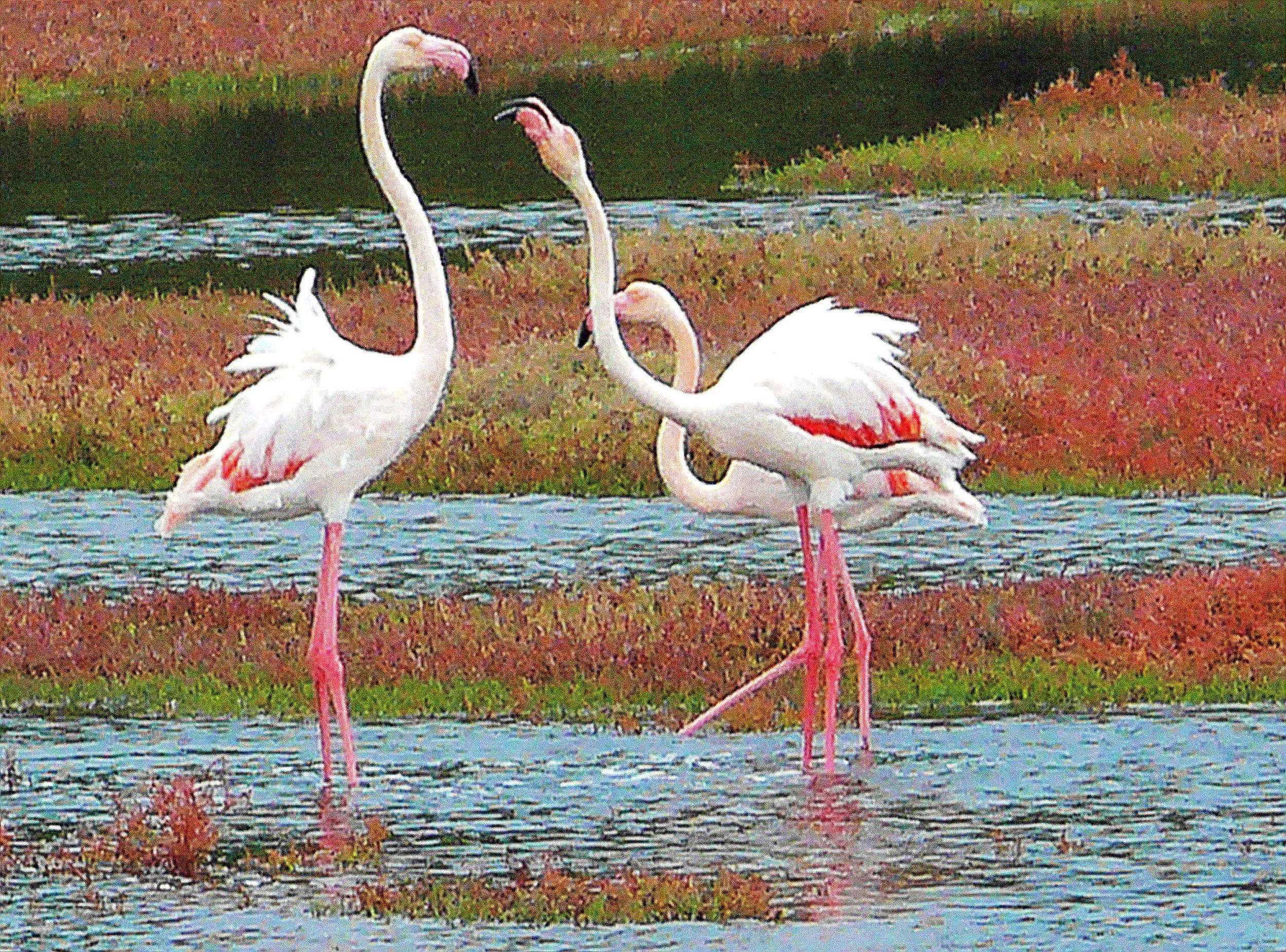 Flamingos in Ayvalik