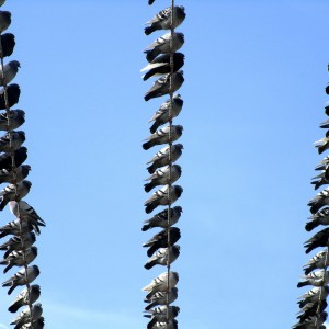 Pigeons