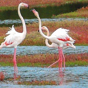 Flamingos in Ayvalik