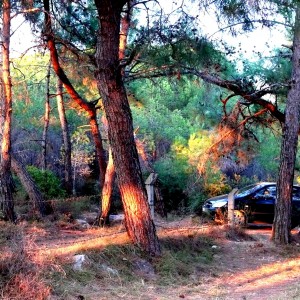 Forest in autumn