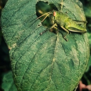 IMG_20220618_081423_DRO-01