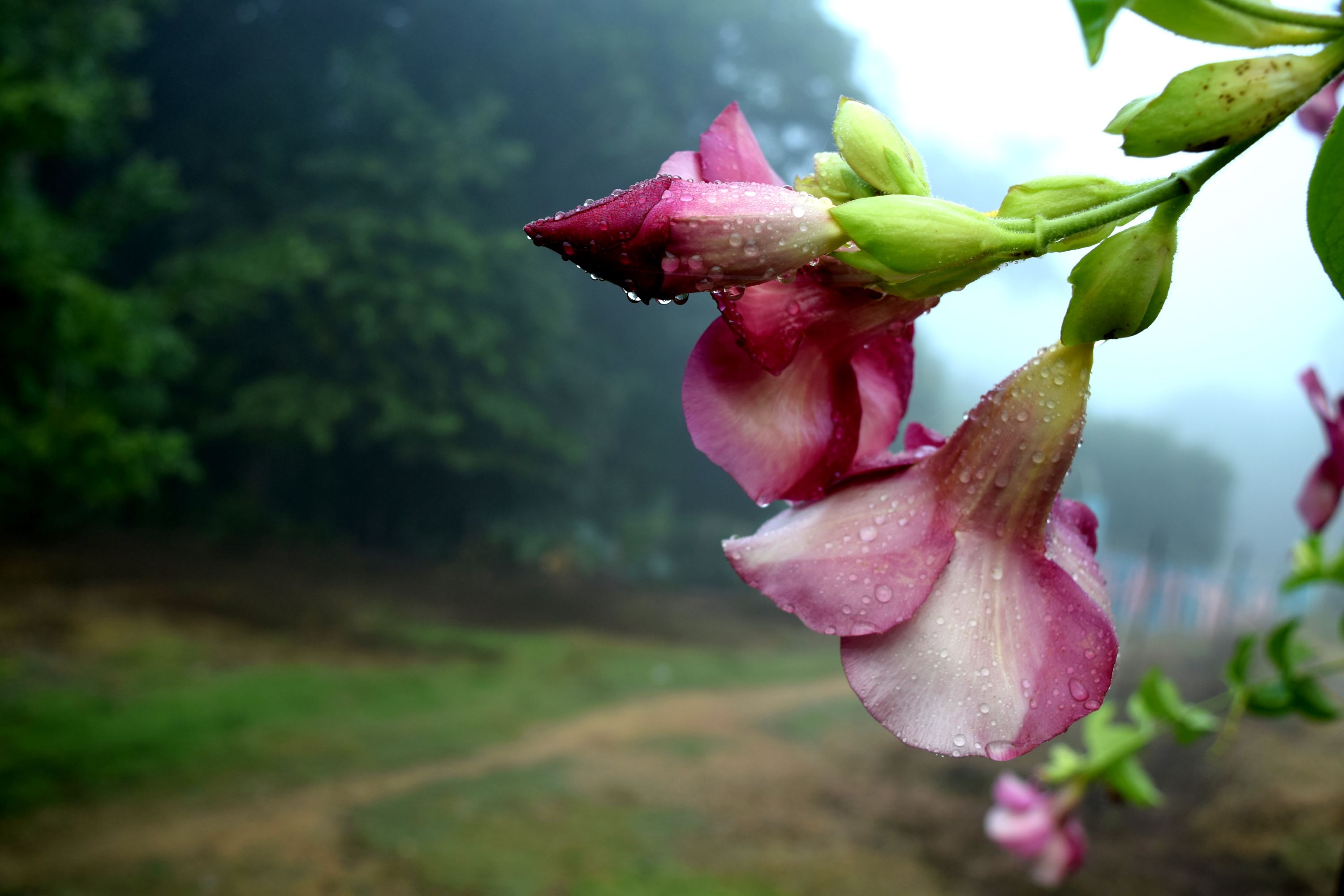 FLOR MOJADA