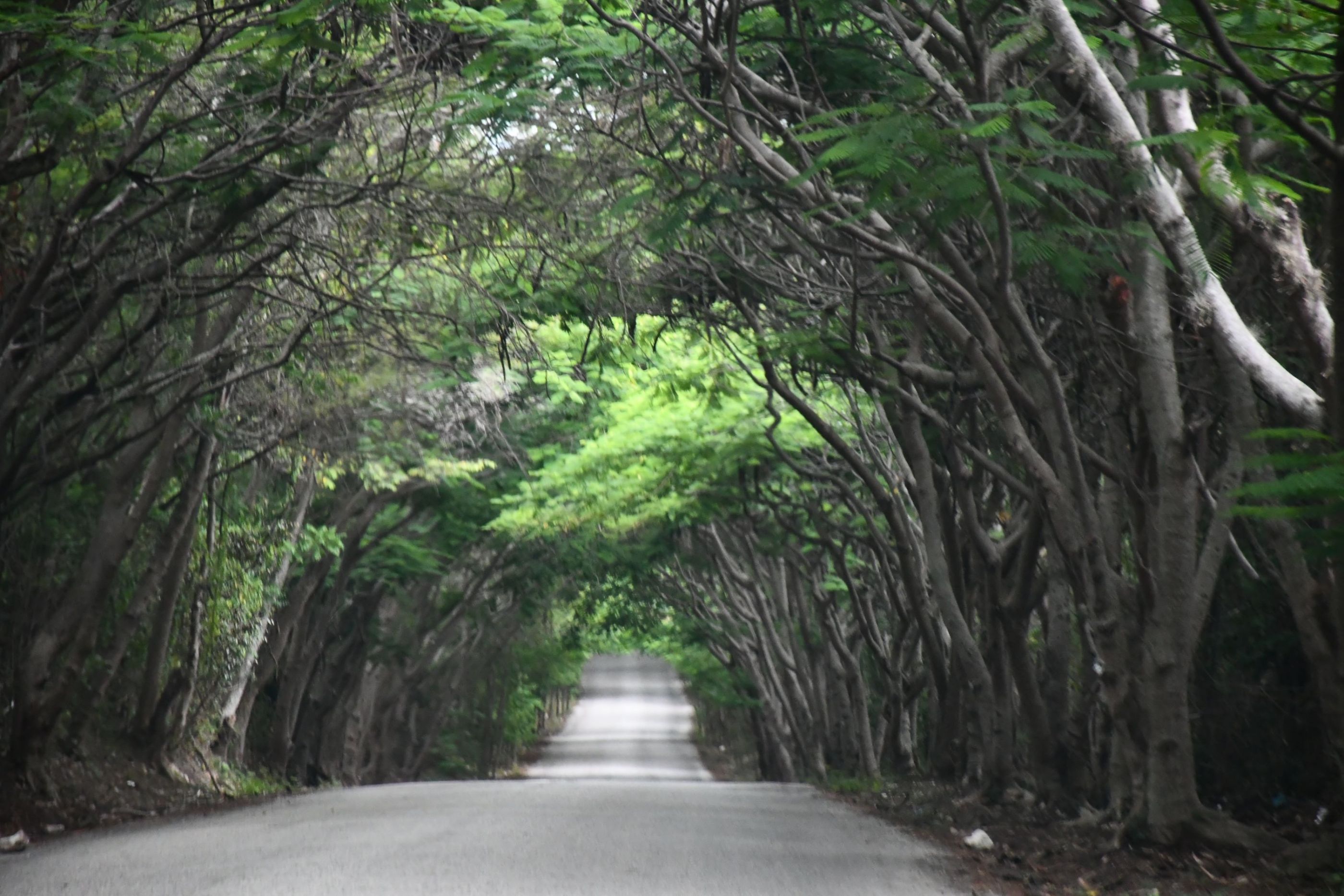 TUNEL ARBOLADO