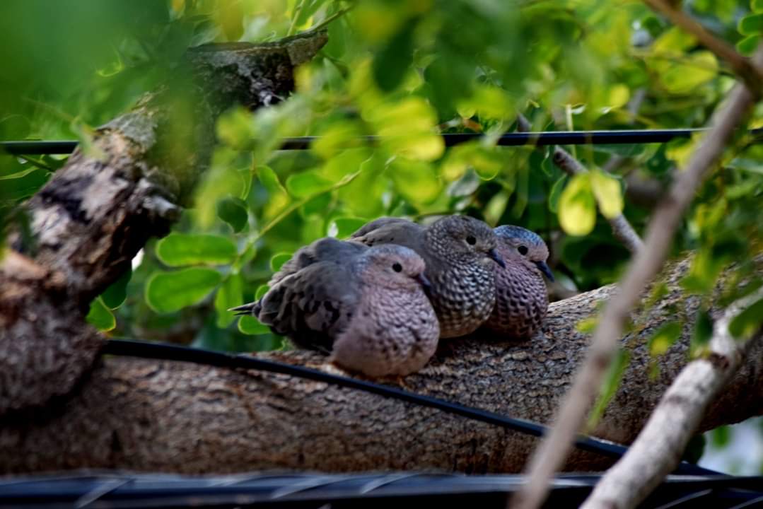 AVES EN FAMILIA