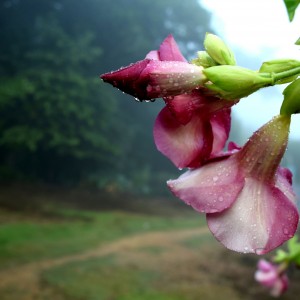 FLOR MOJADA