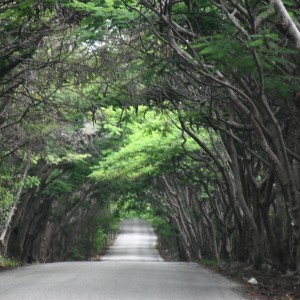 TUNEL ARBOLADO