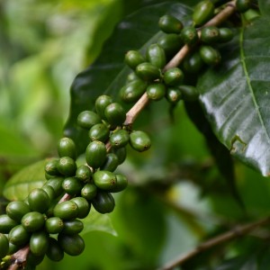 CAFETO VERDE