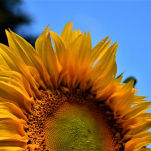 Medio Girasol