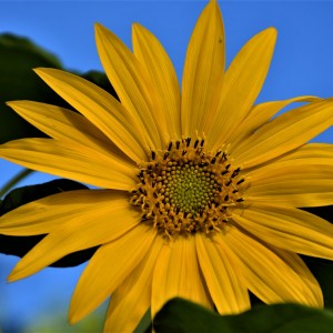 Girasol