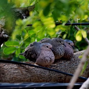 AVES EN FAMILIA