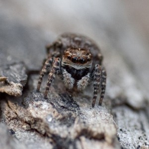 Jumping spider