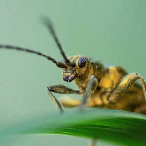 Beetle portrait