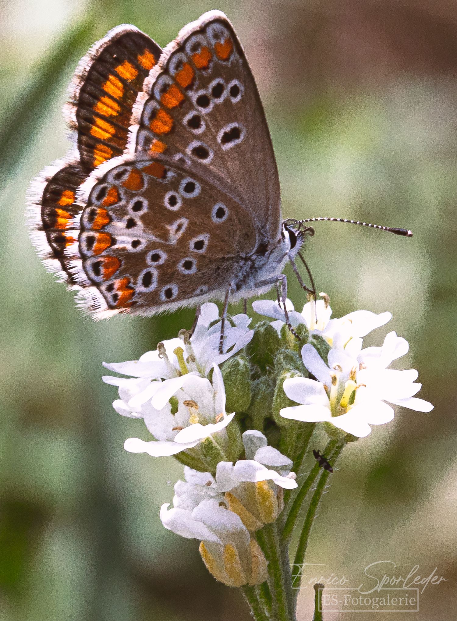 Schmetterling