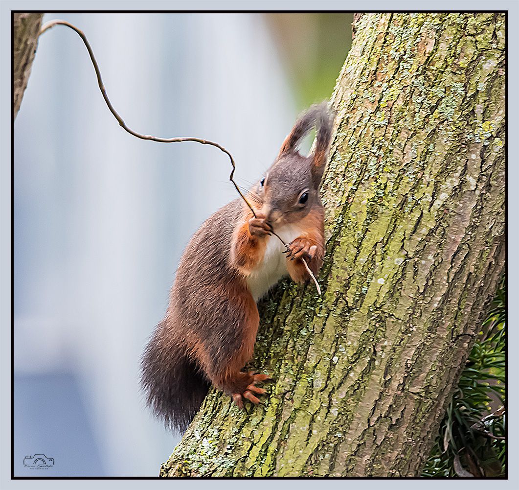 Eichhörnchen