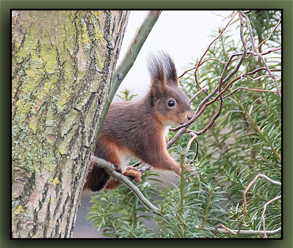 Eichhörnchen