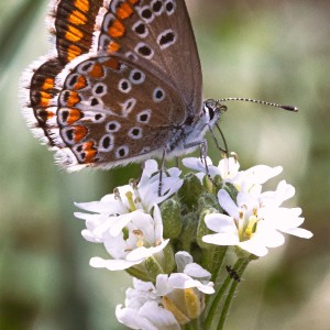 Schmetterling