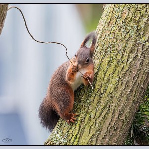 Eichhörnchen