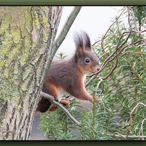 Eichhörnchen