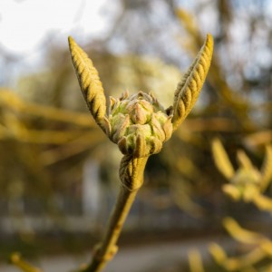 Der Frühling rockt