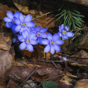 Leberblümchen