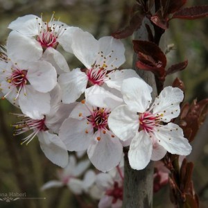 Kirschblüten