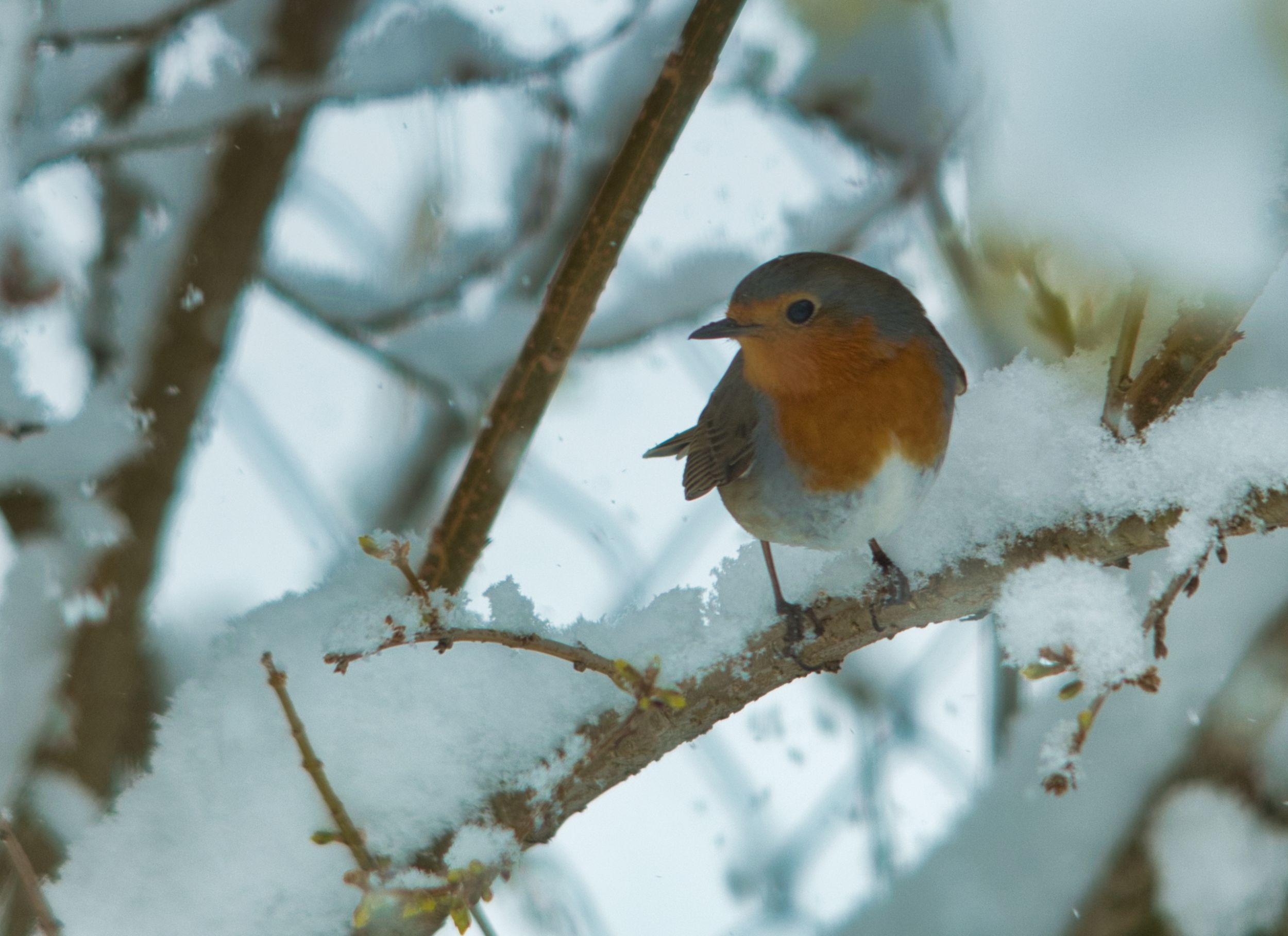 Little Robin in the Snow